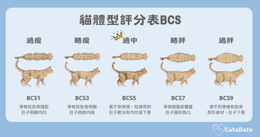 貓體重標準：BCS貓體型評分表